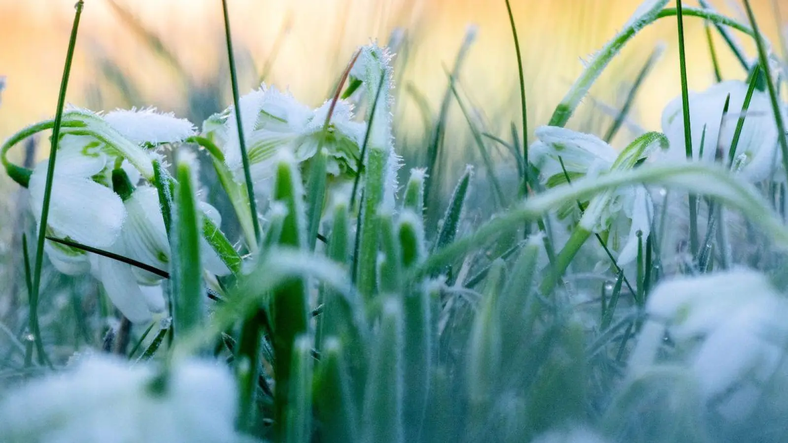 Eiskristalle haben sich auf den Blütenblättern von Schneeflöckchen gebildet, im Gras hängen erste Tautropfen von der Morgensonne. (Foto: Pia Bayer/dpa)