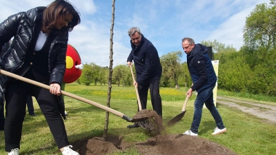 Michaela Kaniber, Markus Söder und Thorsten Glauber (von links) pflanzten einen Apfelbaum in den Burgbernheimer Streuobstwiesen. (Foto: Anna Franck)