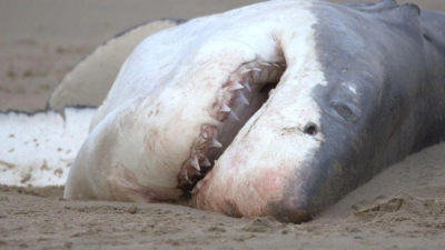 Ein toter Weißer Hai liegt an einem Srand (undatiertes Handout) (Foto: Christiaan Stopforth/Drone Fanatics SA/dpa)