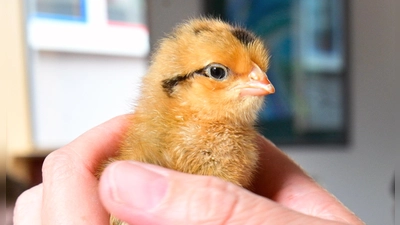 Wie das niedliche Küken wohl als erwachsene Henne aussehen wird? Oder wird es ein Hahn? (Foto: Jim Albright)